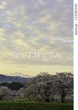 桜咲く手取川から望む白山 115262343
