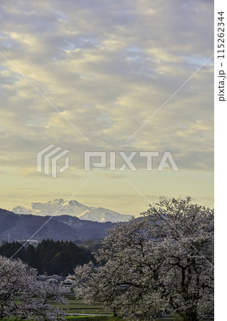 桜咲く手取川から望む白山 115262344