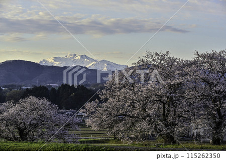 桜咲く手取川から望む白山 115262350