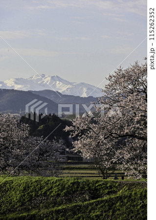 桜咲く手取川から望む白山 115262352