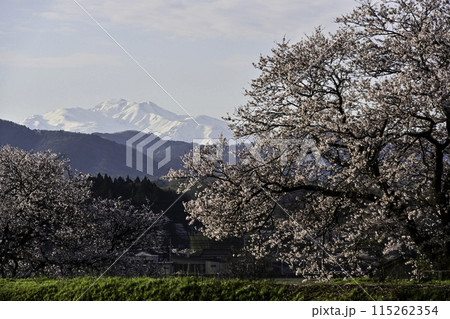 桜咲く手取川から望む白山 115262354