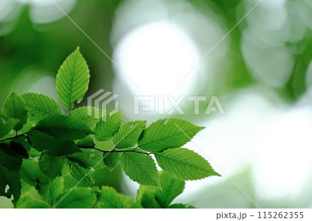 紫幹翠葉 小山田緑地公園 紫幹翠葉 小山田緑地公園 115262355