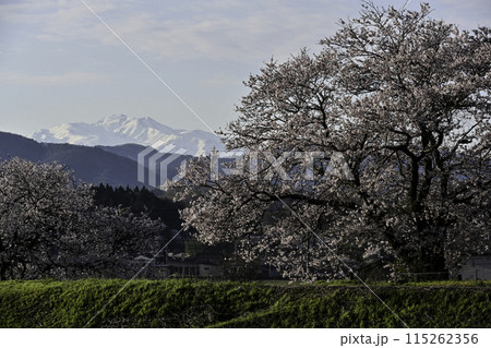 桜咲く手取川から望む白山 桜咲く手取川から望む白山 115262356