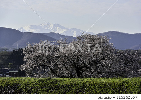 桜咲く手取川から望む白山 115262357