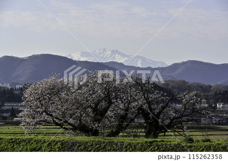 桜咲く手取川から望む白山 115262358