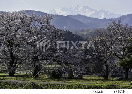 桜咲く手取川から望む白山 115262362