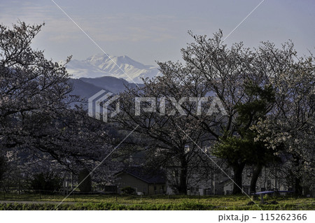 桜咲く手取川から望む白山 桜咲く手取川から望む白山 115262366