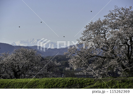 桜咲く手取川から望む白山 桜咲く手取川から望む白山 115262369