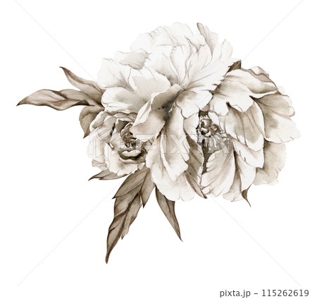 Hand drawn watercolor grisaille monochrome bouquet with peony, tulip, rose flowers, buds and leaves. Isolated on white background. Invitations, wedding or greeting cards, floral shop, print, textile Hand drawn watercolor grisaille monochrome bouquet with peony, tulip, rose flowers, buds and leaves. Isolated on white background. Invitations, wedding or greeting cards, floral shop, print, textile 115262619
