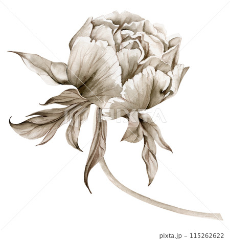 Hand drawn watercolor grisaille monochrome bouquet with peony, tulip, rose flowers, buds and leaves. Isolated on white background. Invitations, wedding or greeting cards, floral shop, print, textile Hand drawn watercolor grisaille monochrome bouquet with peony, tulip, rose flowers, buds and leaves. Isolated on white background. Invitations, wedding or greeting cards, floral shop, print, textile 115262622