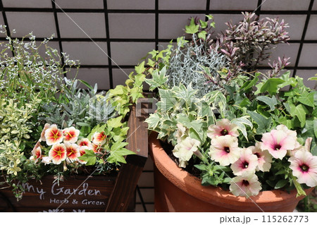 玄関前の花の寄せ植え＆寄せ鉢 115262773