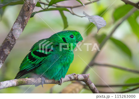東南アジアの鮮やかな色の鳥 115263000