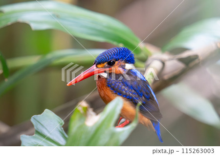 獲物を狙うカワセミ 115263003