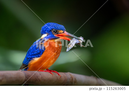 魚を捕ったカワセミ 魚を捕ったカワセミ 115263005