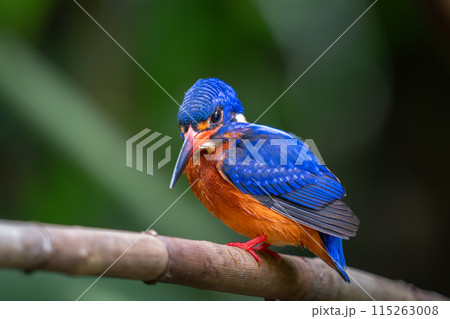 鮮やかな青色の鳥 カワセミ 115263008