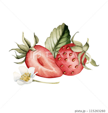 Strawberry with flowers and leaves, watercolor isolated illustration. Composition of berry fruits for table textile, porcelain tableware, delicious prints, summer fabrics and food packages Strawberry with flowers and leaves, watercolor isolated illustration. Composition of berry fruits for table textile, porcelain tableware, delicious prints, summer fabrics and food packages 115263260