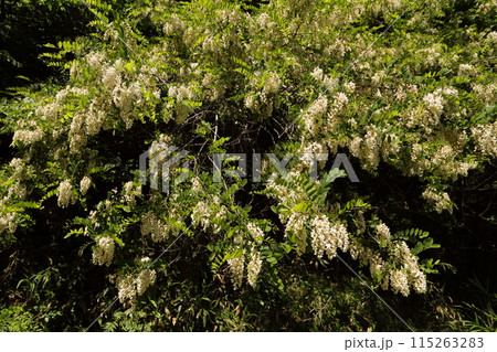 初夏に咲く、蜂蜜の蜜源、ニセアカシアの花 115263283
