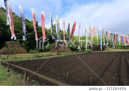 鯉のぼりがはためく、千曲市森将軍塚古墳館 科野の村 復元住居 鯉のぼりがはためく、千曲市森将軍塚古墳館 科野の村 復元住居 115263429