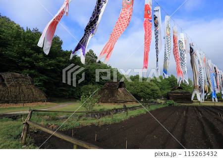 鯉のぼりがはためく、千曲市森将軍塚古墳館 科野の村 復元住居 鯉のぼりがはためく、千曲市森将軍塚古墳館 科野の村 復元住居 115263432