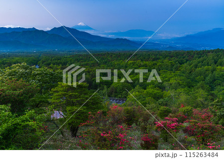 （山梨県）ツツジ咲く清里の美し森から富士山遠望　夜明け 115263484