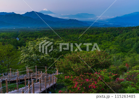 （山梨県）ツツジ咲く清里の美し森から富士山遠望　夜明け 115263485