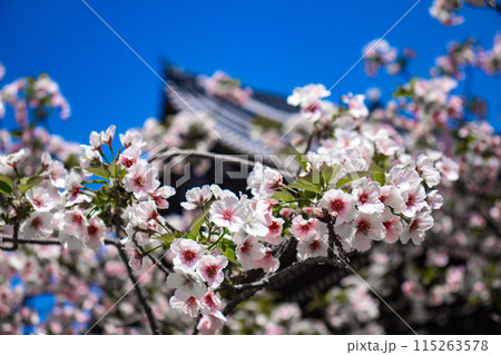 【京都風景】仁和寺　御室桜に五重塔はお似合い 115263578