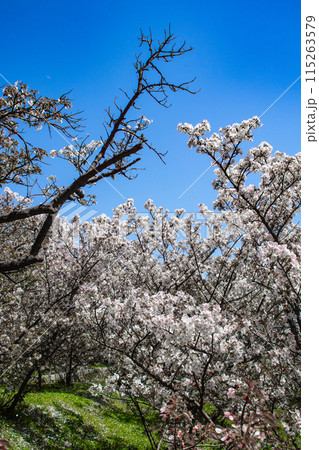 【京都風景】仁和寺 御室桜に五重塔はお似合い 【京都風景】仁和寺 御室桜に五重塔はお似合い 115263579