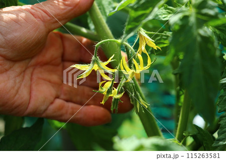 トマトの花を手に取るおふくろの手 トマトの花を手に取るおふくろの手 115263581