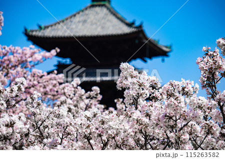 【京都風景】仁和寺　御室桜に五重塔はお似合い 115263582