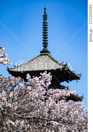 【京都風景】仁和寺　御室桜に五重塔はお似合い 115263583