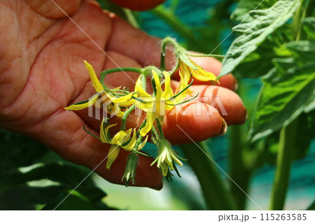 トマトの花を手に取るおふくろの手 115263585