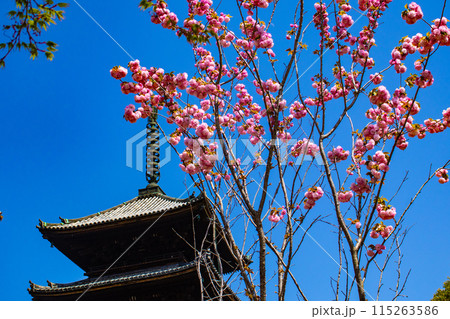 【京都風景】仁和寺　御室桜に五重塔はお似合い 115263586