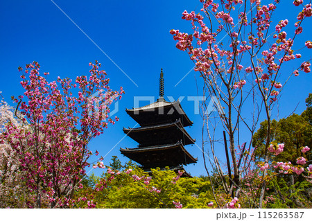 【京都風景】仁和寺 御室桜に五重塔はお似合い 【京都風景】仁和寺 御室桜に五重塔はお似合い 115263587