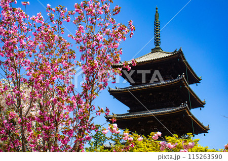 【京都風景】仁和寺　御室桜に五重塔はお似合い 115263590