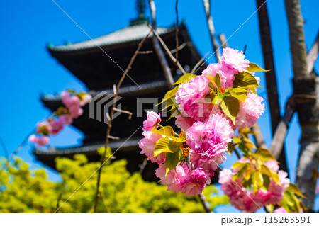 【京都風景】仁和寺 御室桜に五重塔はお似合い 【京都風景】仁和寺 御室桜に五重塔はお似合い 115263591