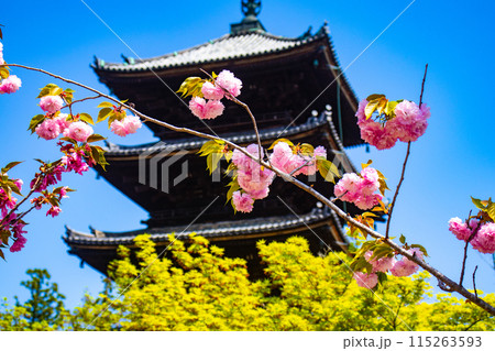 【京都風景】仁和寺　御室桜に五重塔はお似合い 115263593