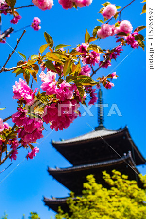 【京都風景】仁和寺 御室桜に五重塔はお似合い 【京都風景】仁和寺 御室桜に五重塔はお似合い 115263597
