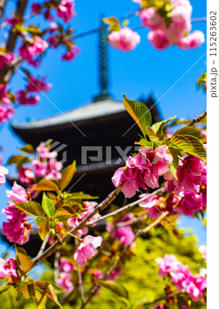 【京都風景】仁和寺　御室桜に五重塔はお似合い 115263602