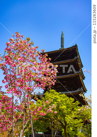【京都風景】仁和寺　御室桜に五重塔はお似合い 115263609