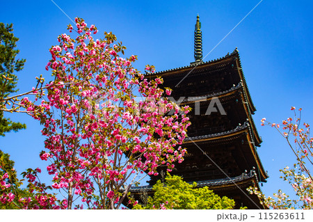 【京都風景】仁和寺　御室桜に五重塔はお似合い 115263611