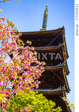 【京都風景】仁和寺　御室桜に五重塔はお似合い 115263612
