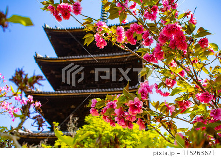 【京都風景】仁和寺　御室桜に五重塔はお似合い 115263621