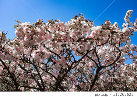 【京都風景】仁和寺　御室桜に五重塔はお似合い 115263623