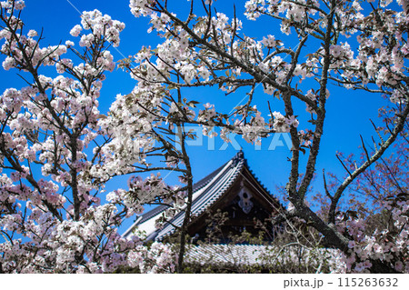 【京都風景】仁和寺　御室桜に五重塔はお似合い 115263632