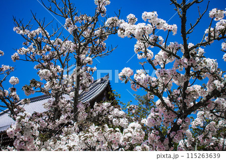 【京都風景】仁和寺 御室桜に五重塔はお似合い 【京都風景】仁和寺 御室桜に五重塔はお似合い 115263639