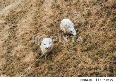 Flock of sheep living on golden pasture in countryside Flock of sheep living on golden pasture in countryside 115263659