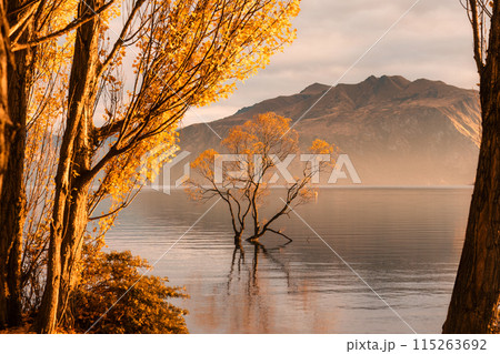 Sunrise shining over Wanaka tree with autumn leaves forest at Lake Wanaka, New Zealand 115263692