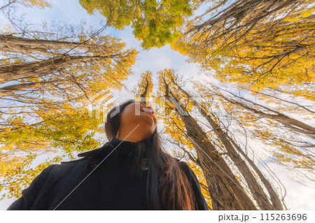Happy asian woman enjoying in yellow leaves of pine tree in autumn forest at New Zealand 115263696
