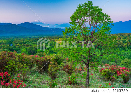 (山梨県)ツツジ咲く清里の美し森から富士山遠望 早朝 (山梨県)ツツジ咲く清里の美し森から富士山遠望 早朝 115263789