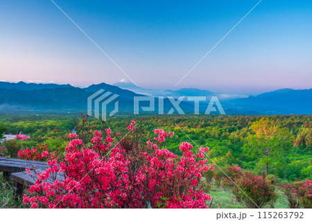 (山梨県)ツツジ咲く清里の美し森から富士山遠望 早朝 (山梨県)ツツジ咲く清里の美し森から富士山遠望 早朝 115263792